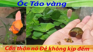 Ốc táo vàng thủy sinh dễ chăm, sạch hồ, sinh sản không kịp nuôi