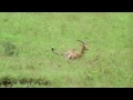 cheetah chasing impala