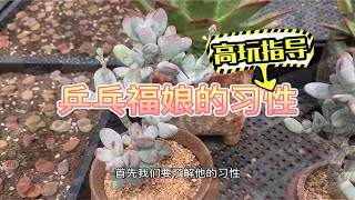 多肉植物之乒乓福娘-养护纯干货