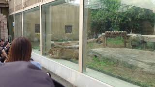 東武動物公園ライオンに餌やり鶏肉編　2023/10/14