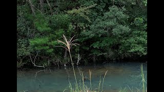 【スポット】湧水のみでできたため池へ行ってみたら予想以上に癒された・・・　Country/Living　田舎/暮らし