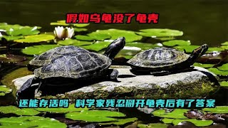 假如乌龟没了龟壳，还能存活吗？科学家残忍掰开龟壳后有了答案！