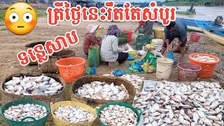 មកដល់ពេលនេះត្រីនៅតែសម្បូរ បឹងទន្លេសាប 🐟😳 || Freshwater Fish Market KH [Ep.133]