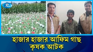 ভুট্টাক্ষেতে নিষিদ্ধ আ'ফি'মে'র চাষ | illegal Seeding | Rtv News