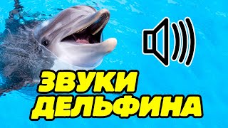 Звуки дельфинов, как поют дельфины?