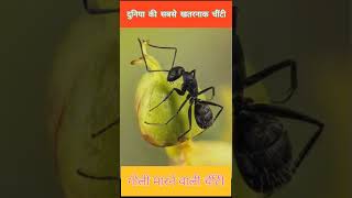 गोली मारने वाली चींटी।। bullet ant।। #shart #ytshart #viral.