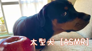 大型犬がりんごを食べる咀嚼音【ASMR】