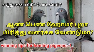 ஆண் பெண் ஹோமர் புறா எப்போது எப்படி பிரிப்பது // when separate homing pigeons // Race winning tips -1