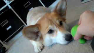 Vicious Attack Corgi