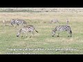 zebras are very smart where it counts..