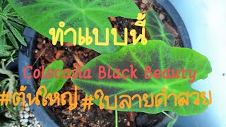 EP.79 สูตรดินปลูก การปลูกและดูแลColocasia Black Beauty #ต้นใหญ่#ใบลายดำสวย