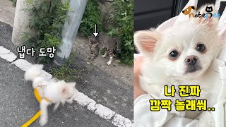 산책 중 길냥이 마주치자 깜놀해 울며 도망가는 강아지,,\