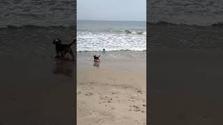 #கடல் கரையில் ரியோ அட்டகாசம் # Rio's Beach Attrocities!!! doglover# #beach trendingshorts #dog#cute#