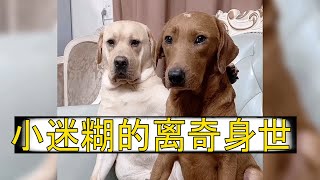 Seven 搞笑老四家中 小迷糊的离奇身世 | seven寵物拉布拉 Labrador