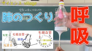 中学２年　理科『呼吸・肺のつくり』【現役教師による授業動画】