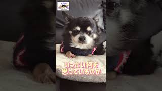 【チワワ】ウチにはこんなのがいます。#チワワ #ちわわ #かわいい #かわいい犬 #dog #chihuahua