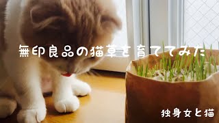 【無印良品】猫草を育ててみた　猫グッズ　スコティッシュフォールド【猫のいる暮らし】