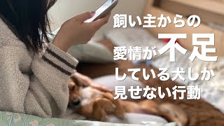 飼い主からの愛情が不足している犬だけが見せる行動