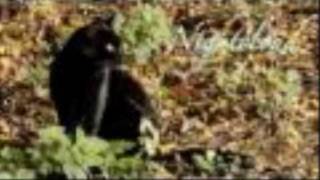 nightcloud the moment you believe.wmv