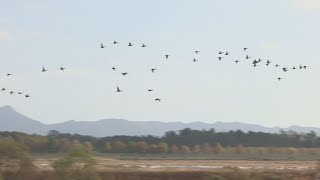 충남 아산서 AI 바이러스 검출…병원성 확인 중 / 연합뉴스TV (YonhapnewsTV)