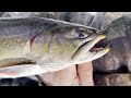 bwca brook trout ice fishing adventure