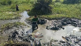 ELECTRIC FISHING MGA TILAPYA AT DALAG SA LOOB NG TABON HULI MATAPOS LIMASIN NG BACKHOE #youtube