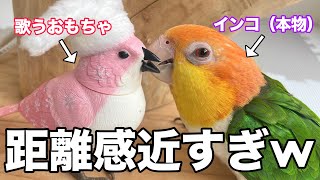 鳥に歌うおもちゃをあげたら気に入りすぎて距離感バグったww【シロハラインコ】