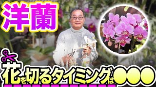 【洋蘭】知らないと枯れるかも⁉ 花を切るタイミングについて解説していきます！[orchid]Time to cut flowers@seedpot368  #sheath