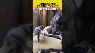 社会百态 | 小奶猫站还站不稳呢，就已经开始“打BOOS”了，你听好 我才是这个家的老大