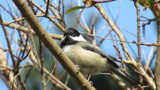 Chickadee Singing fee-bee/cheeseburger Call