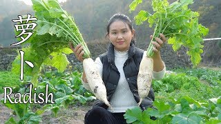 Dig two radishes to make a dish of braised radish and taste the taste of braised pork