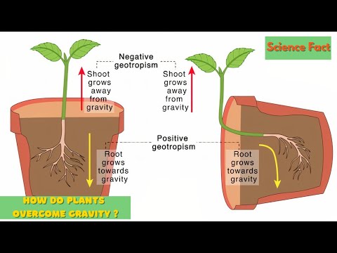 What is the growth of roots of plants towards Earth called?