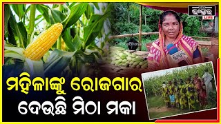 ସ୍ୱୟଂ ସହାୟକ ଗୋଷ୍ଠୀର ମହିଳାଙ୍କୁ ରୋଜଗାର ଦେଉଛି ମକା ଚାଷ, ସ୍ୱମ୍ବାଲମ୍ବୀ ହେଉଛନ୍ତି ମହିଳା