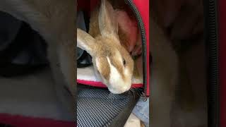 定期検診👨‍⚕️行って来ました A rabbit trying to get out of its carrying case