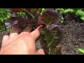 Harvesting Lettuce Seeds For Growing Microgreens