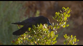 What do ravens eat?