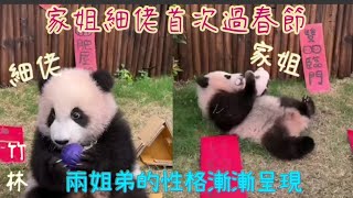 🐼 #家姐細佬第一次過春節🎊～對新春裝飾都感好奇 #熊貓bb成長日誌#家姐細佬 #panda #cute #海洋公園 #萌宠 #盈盈#樂樂