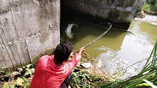 Big Monster Fish Catch  10kg Big Giant Catfish Catch  Incredible Fish Catch