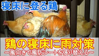 鶏の寝床に風雨対策～就寝中のニワトリを守る風防ビニールシートを風向きで張り替える～