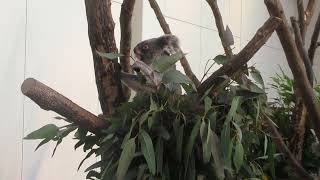 鹿児島市平川動物公園：コアラの運動・食事20240105