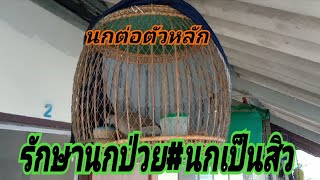 รักษานกป่วย#นกเป็นสิว#นกต่อตัวหลักในค่าย(กลุ่มคนรักนกเขาใหญ่สาย5)