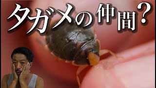 【ガサガサ】こんな渓流に、タガメの仲間がいる！水生昆虫の王様への道のりは遠いのか・・・？20年ぶりタガメへの道(2)