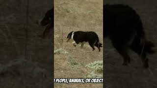 Border Collies are the smartest dogs #bordercollie #bordercolliesofinstagram #fyp #foryou #doggos