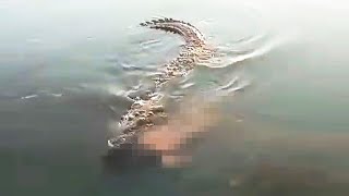 This Australian Crocodile Eats Young Fisherman Alive in Front of His Friends