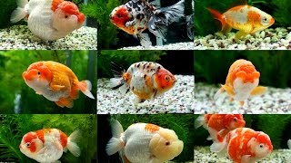 【伊藤養魚場入荷情報】2017.1.24 弥富金魚市場(初市)より入荷！