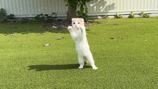 お庭で虫を発見した瞬間の子猫の反応がすごすぎましたwww