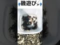 海 磯遊び 釣り　 かに カニ