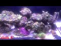 vibrant aquarium cleaner review on my innovative marine 50 gallon lagoon