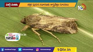 మొక్కజొన్నలో కత్తెర పురుగు నివారణ విధానం | Mokka Jonnalo Kattera Purugu | Agriculture | 10TVAgri