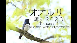 オオルリの囀り　２０２３年　４K動画　The Song of Blue and White Flycatcher